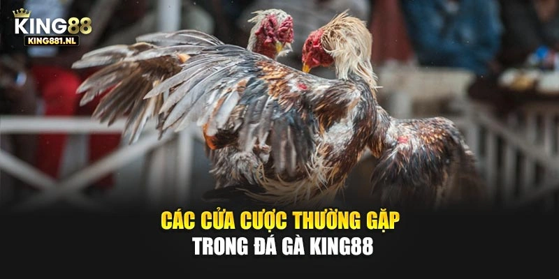 Các cửa cược thường gặp trong đá gà King88