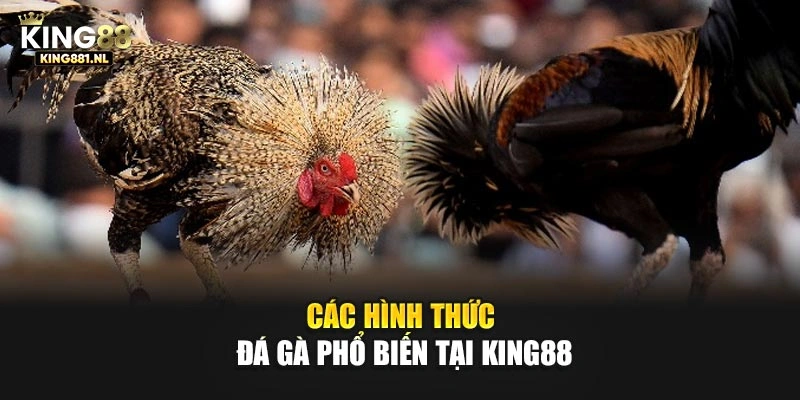 Các hình thức đá gà phổ biến tại King88