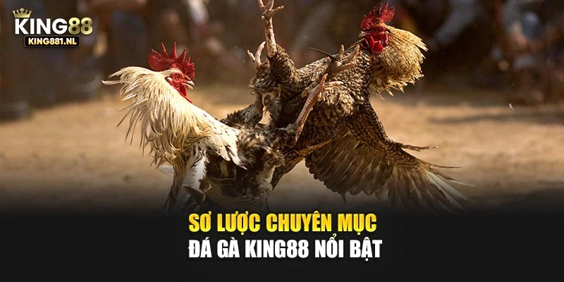 Sơ lược chuyên mục đá gà King88 nổi bật